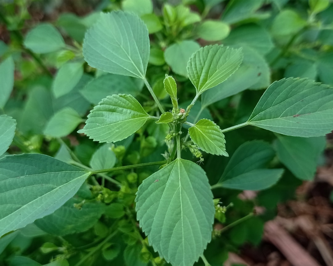 natural herbal remedy Ashwagandha